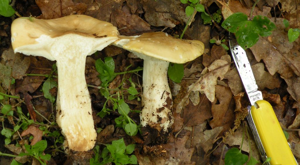 Ci (ri)provo: Tricholoma sp?